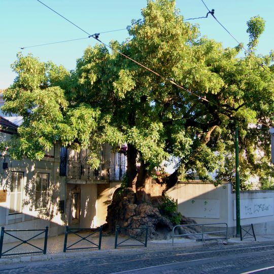Árvore isolada em Largo do Limoeiro