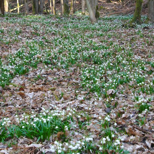 Údolí Chlébského potoka
