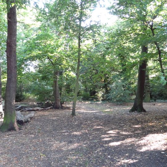 Ainslie Wood