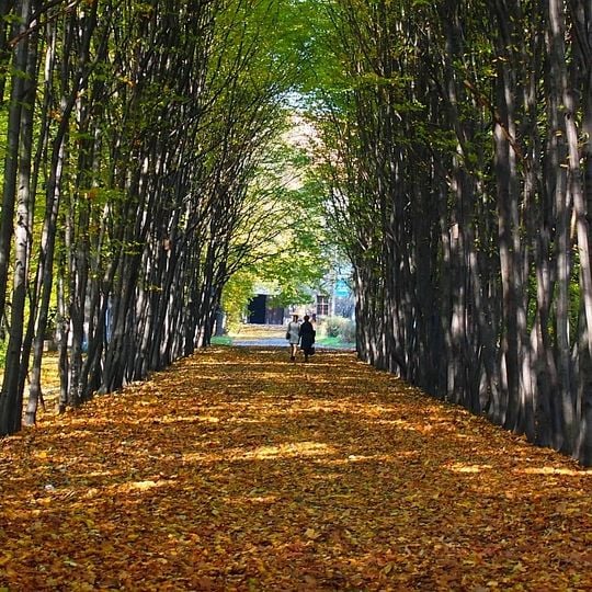 Park Miejski w Siemianowicach Śląskich