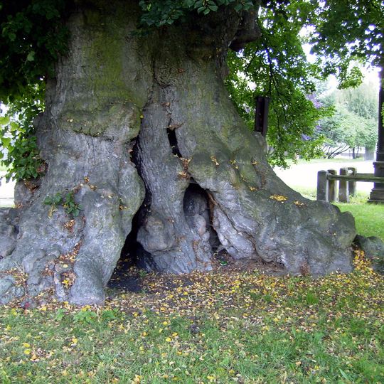 Tisíciletá lípa ve Staré Lysé