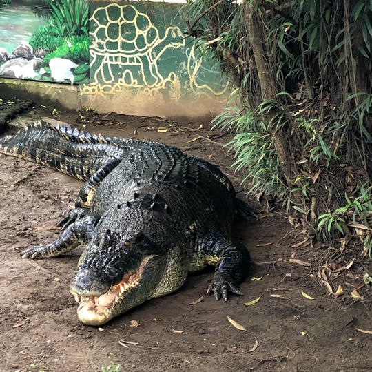 Crocolandia Foundation