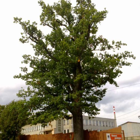 Dub u Hamrnického zámečku