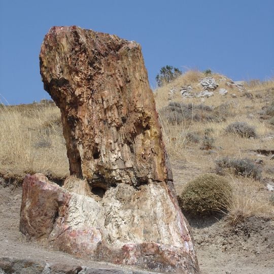 Petrified forest of Lesbos