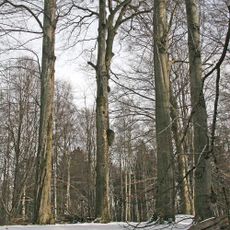 Buky u Vysokého Chvojna