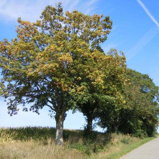 Ahorn- und Lindenallee an Wagners Grund