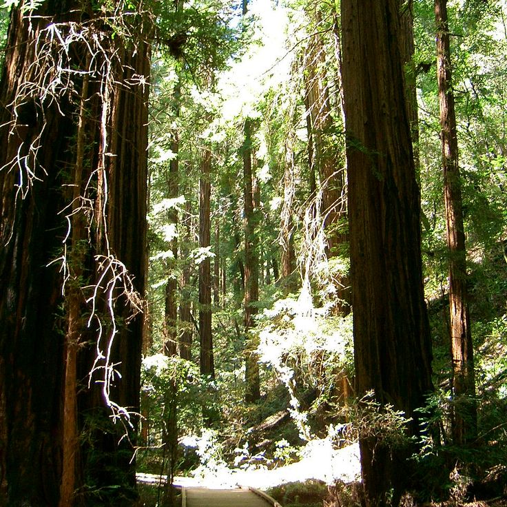 Monumento Nazionale Muir Woods