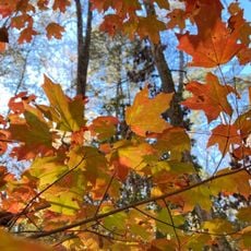 W. Gordon Belser Arboretum