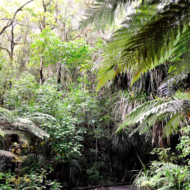 Waipoua Forest