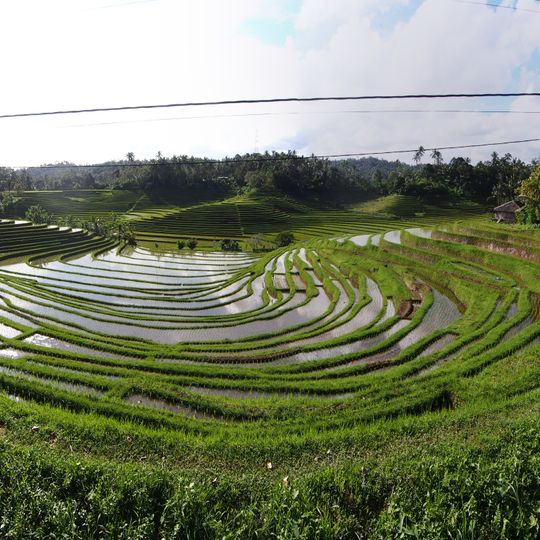 Belimbing Rice Terraces