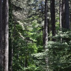Forêt domaniale des Albères