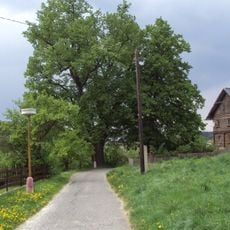 Lípa v Brništi u Nesvačila