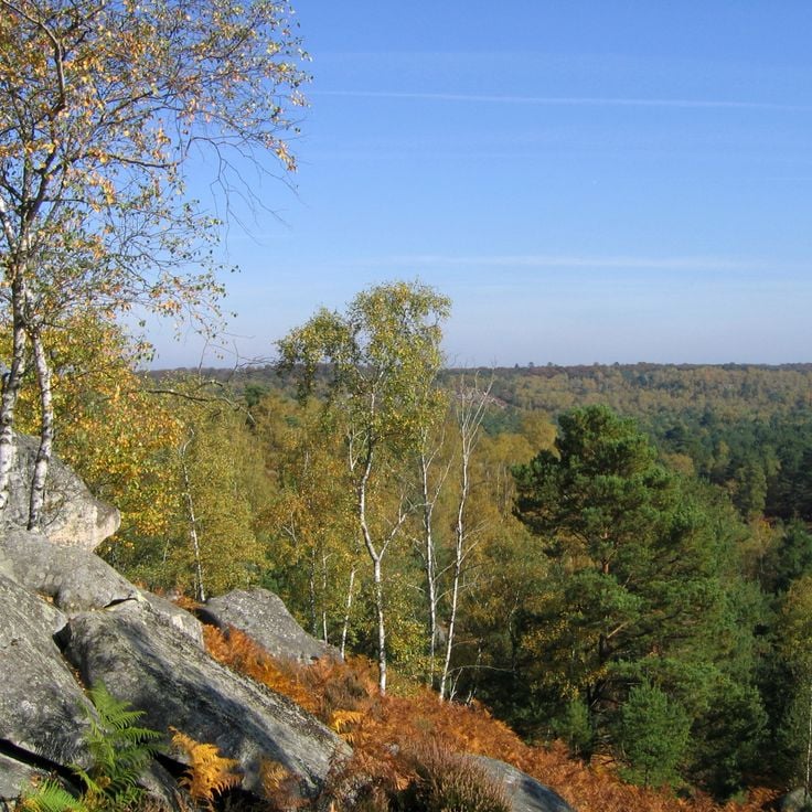 Bosque de Fontainebleau