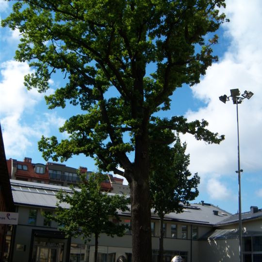 Bibliotekos ąžuolas