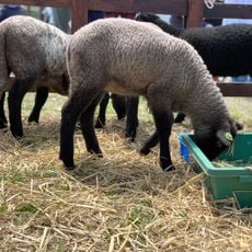Iwanuma sheep villeage