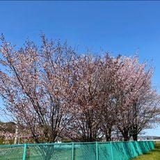 Ainonai Park