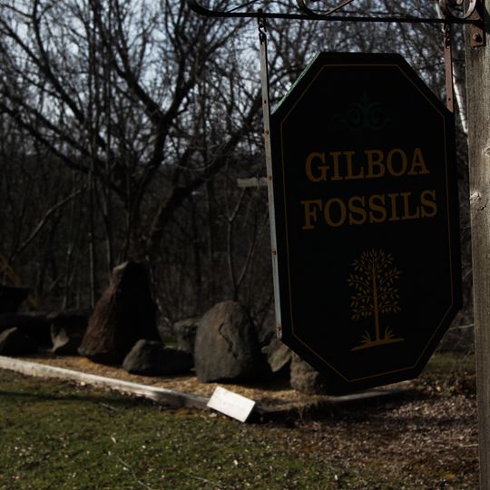 Gilboa Fossil Forest
