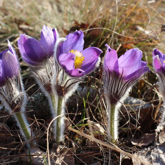 Софіянівський заказник