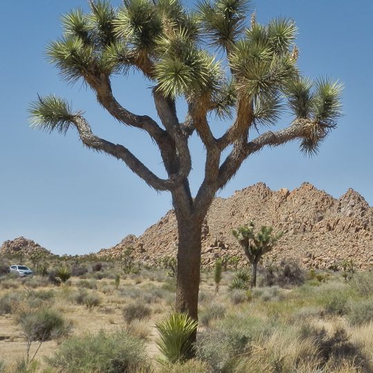 Parque Nacional de Joshua Tree
