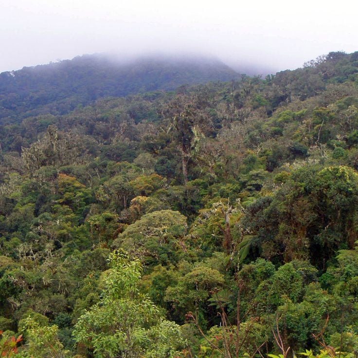 Amboró National Park