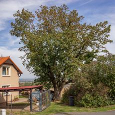 Hradešínský jasan