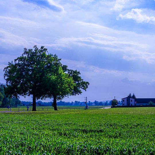 Zwei Stieleichen von Lindham