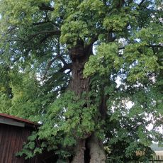 Lípa u hasičské zbrojnice