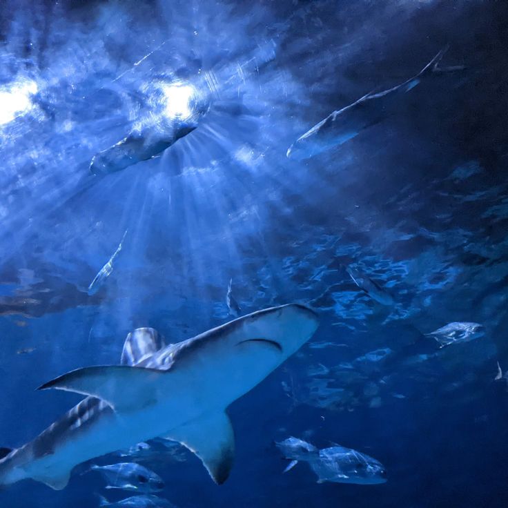 Akwarium Karoliny Północnej