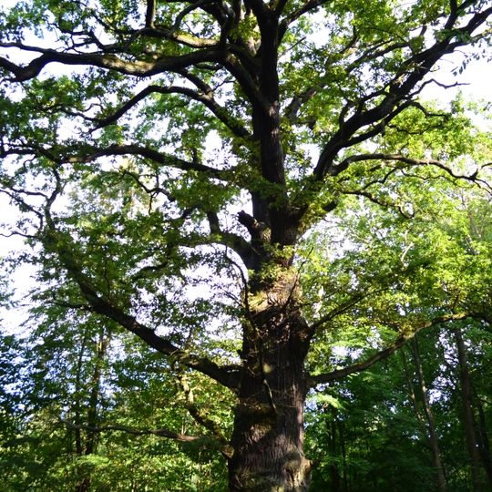 Stiel-Eiche in Sacrow, Krampnitzer Straße