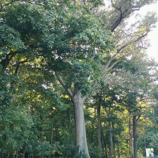 Naturdenkmal Große Eiche