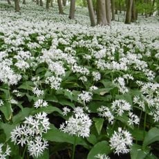 LSG-Lengericher Osning