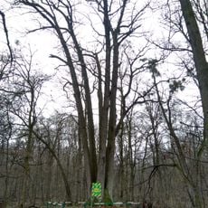 Shestystovburne oak tree