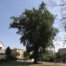 Dub letní u hotelové školy