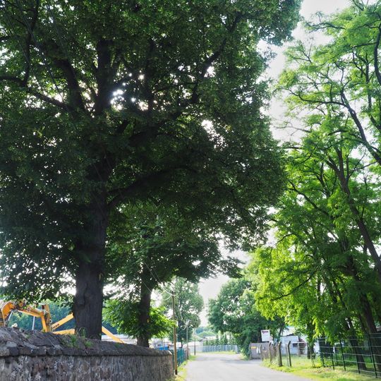 Linden am Augustusweg