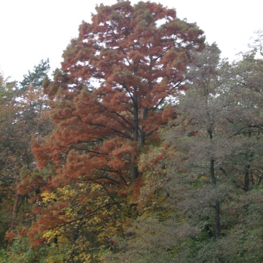 Naturdenkmal [[Sumpfzypresse]]-[[Echte Sumpfzypresse]] Madlower Schluchten in Madlow