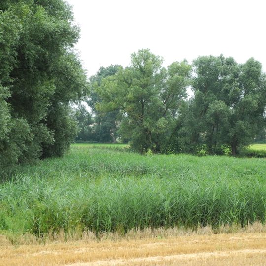 Rohrerlen bei Werkel
