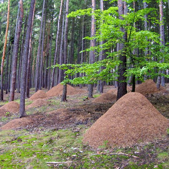 Přírodní park Hřešihlavská