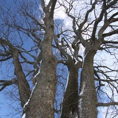 Klen v Příchovicích