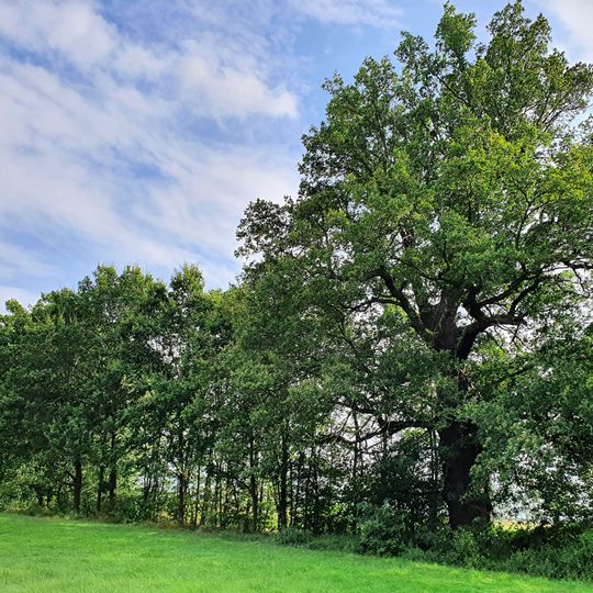 Eiche am Mühlteich