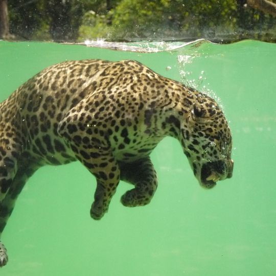 Parco zoologico di Bordeaux Pessac