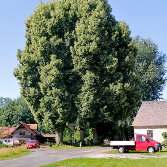 Skupina stromů ve Vesci na návsi