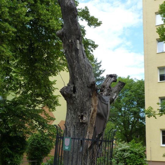 Alej v ulici E. Krásnohorské 4