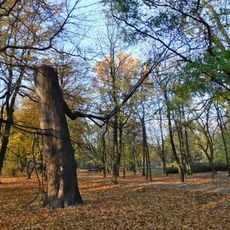 Monumental linden tree in Kombatantów Park