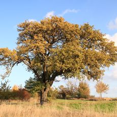 Birnbaum im Gewann "Schindbaum"