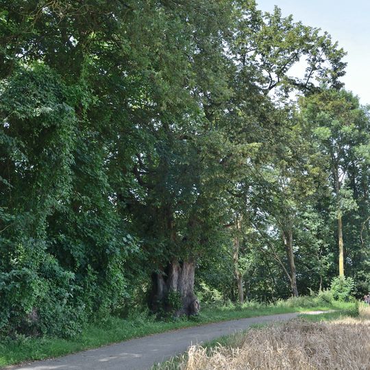 Grenadierlinde bei Überackern