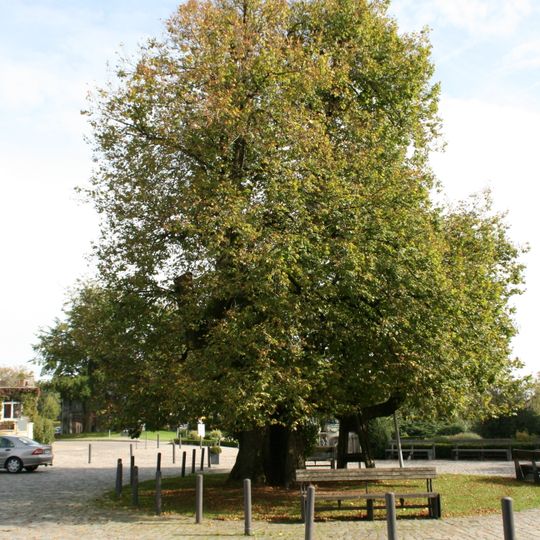 Gerichtslinde Heiligenberg