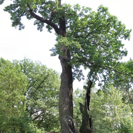 Duby u Velkého rybníka