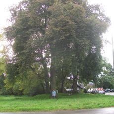 2 Linden, 1 Eiche