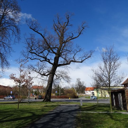 Památný dub letní v Březiněvsi