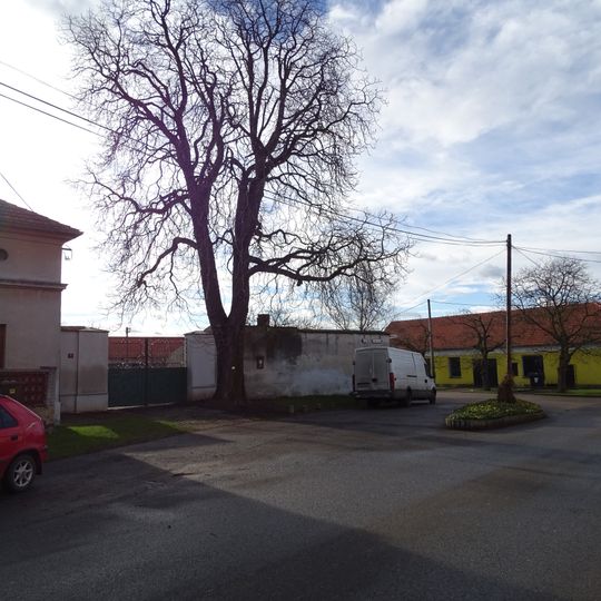 Památný jírovec maďal v Máslovicích